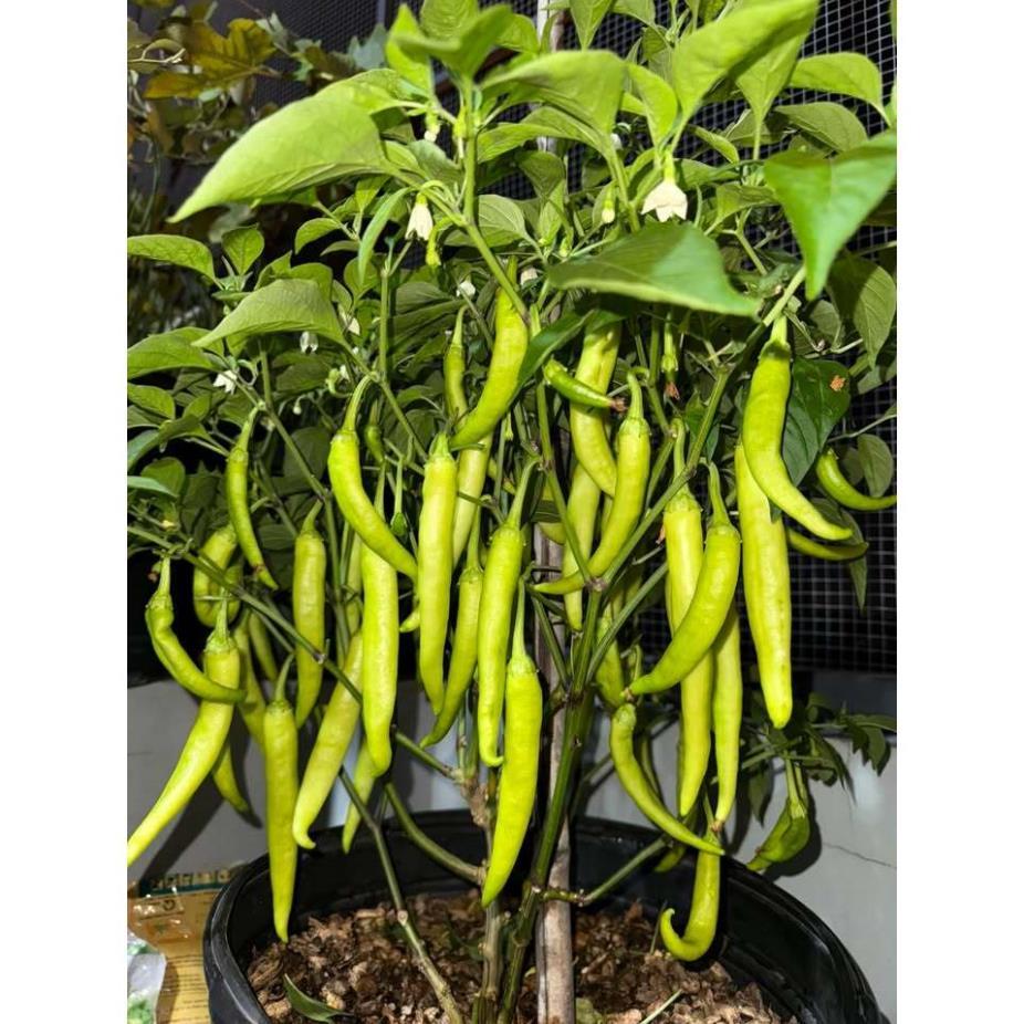hạt giống ớt Huế - hạt F1 cay thơm đặc sản miền trung