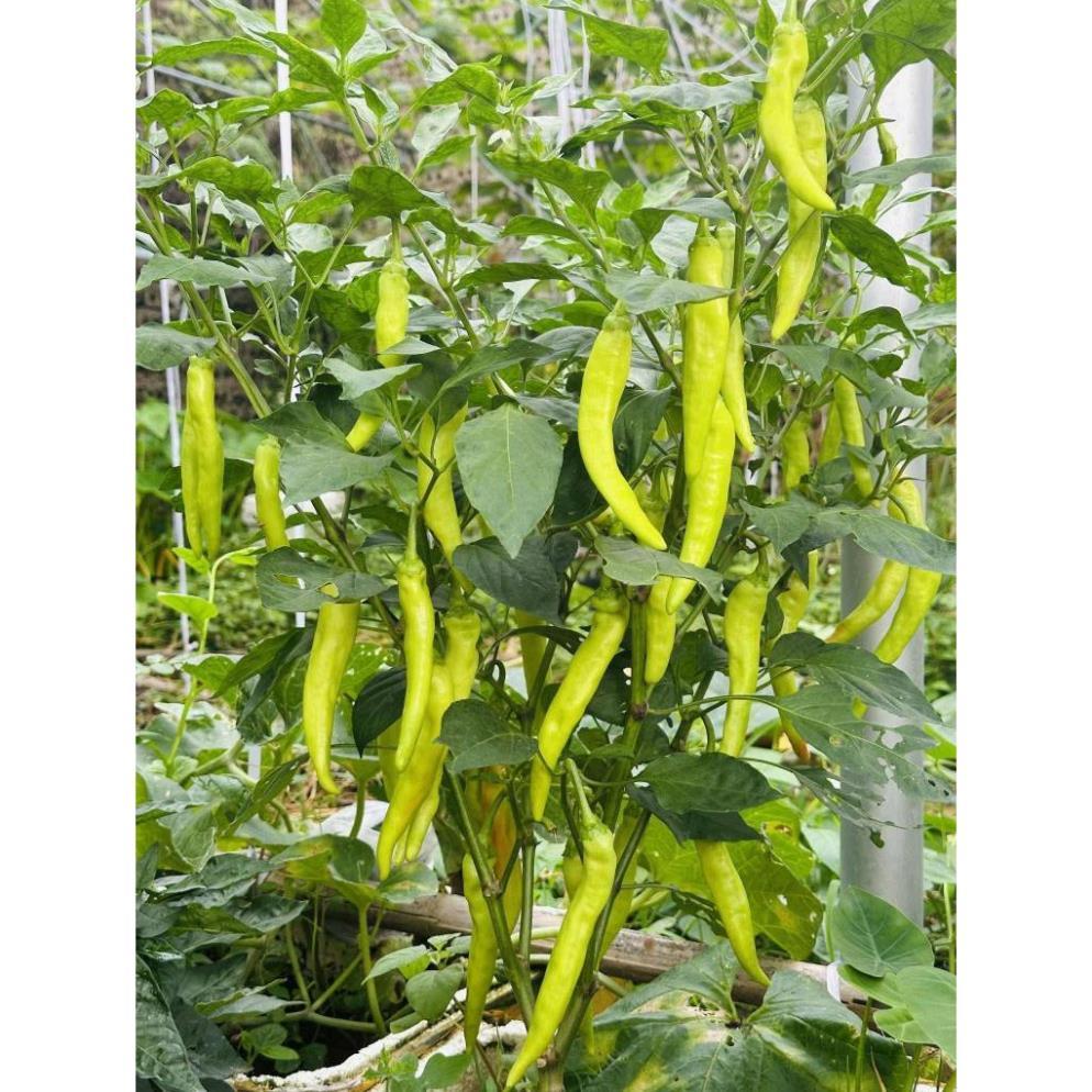 hạt giống ớt Huế - hạt F1 cay thơm đặc sản miền trung