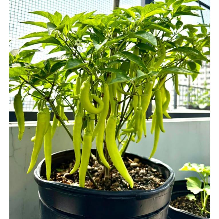 hạt giống ớt Huế - hạt F1 cay thơm đặc sản miền trung