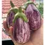 hạt giống cà tím tròn - tỷ lệ nảy mầm 90%