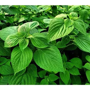 hạt giống lá mè Hàn Quốc - tỷ lệ nảy mầm 85%