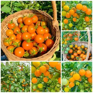 hạt giống cà chua trái cây bi vàng chịu nhiệt