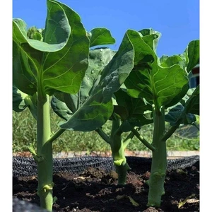 hạt giống cải làn hoa vàng- tỷ lệ nảy mầm 90%