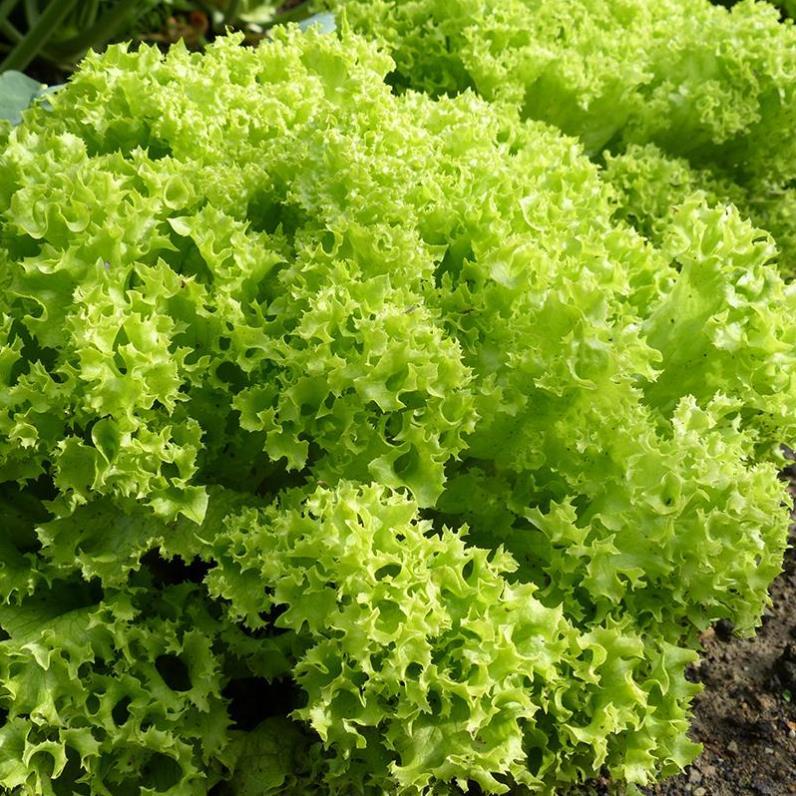 hạt giống xà lách lollo xanh chịu nhiệt - tỷ lệ nảy mầm 90%