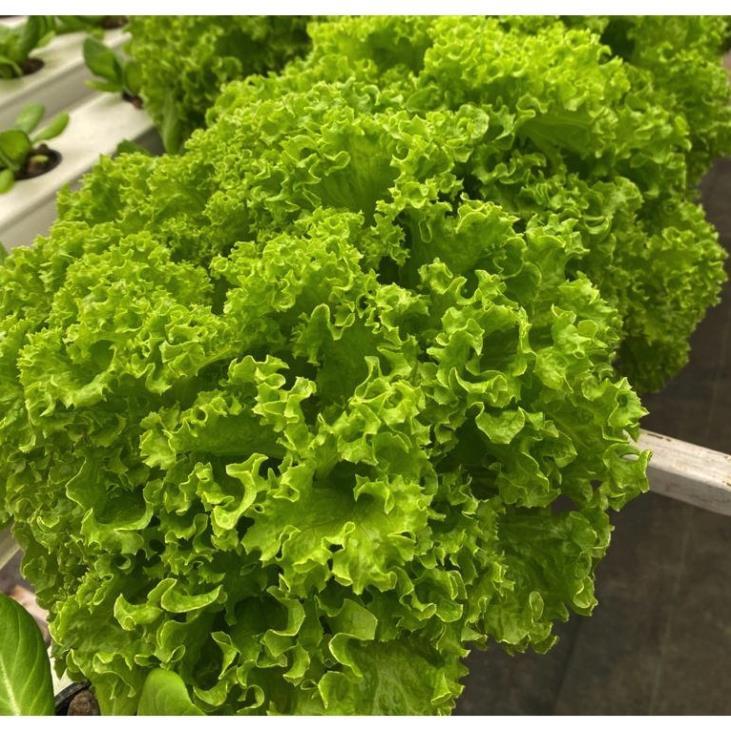 hạt giống xà lách lollo xanh chịu nhiệt - tỷ lệ nảy mầm 90%