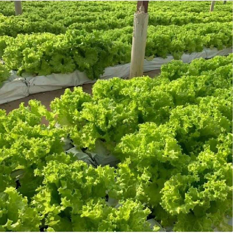 hạt giống xà lách lollo xanh chịu nhiệt - tỷ lệ nảy mầm 90%