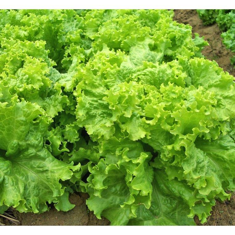 hạt giống xà lách lollo xanh chịu nhiệt - tỷ lệ nảy mầm 90%