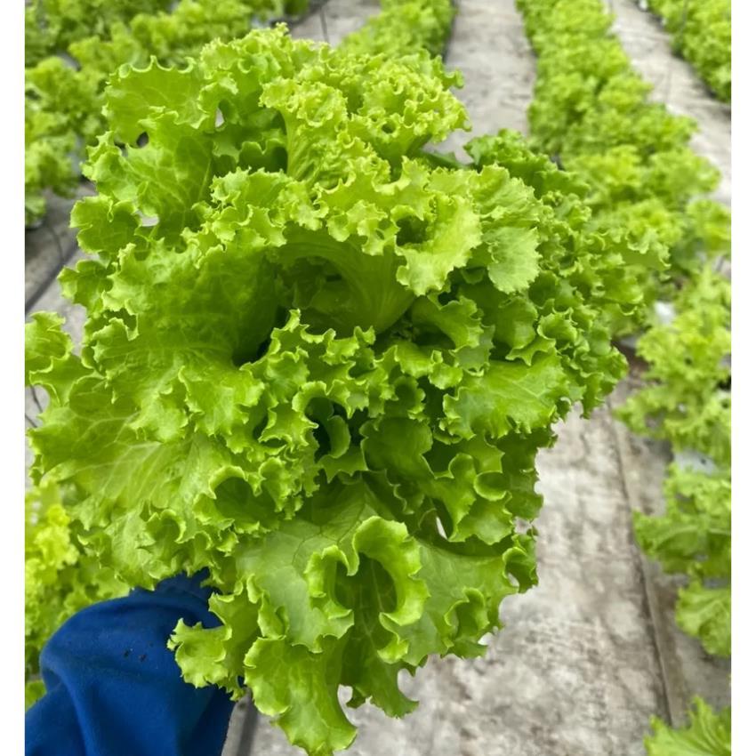 hạt giống xà lách lollo xanh chịu nhiệt - tỷ lệ nảy mầm 90%