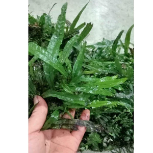 ^^ dương xỉ philip siêu hiếm setup bể thủy sinh, cá cảnh ^^