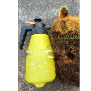 ^^ củ giống dương xỉ culi chuẩn lông vàng , trồng trực tiếp trong nhà , derco siêu đẹp ^^ à
