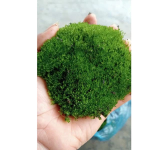 ^^ rêu sao trang trí cây cảnh , tiểu cảnh , terrarium, bán cạn ^^