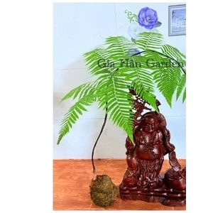 ^^ củ dương xỉ culi chuẩn lông vàng , lông cầm máu rất hiệu quả, trồng trực tiếp trong nhà ^^