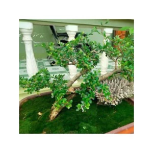^^ 10hộp rêu chuyên đắp chậu cây cảnh bonsai, terarium ,bán cạnvv ^^