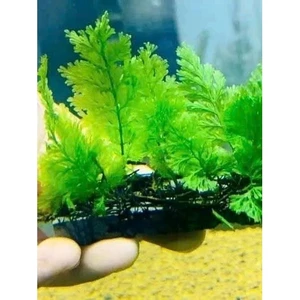 ^^ Dương Sĩ Châu Phi Lùn xòe Cực kì đẹp trang trí bể cá ^^