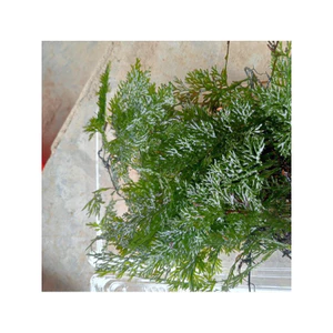 ^^ Dương xỉ châu phi trang trí hồ thuỷ sinh ^^