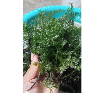 ^^ Dương xỉ châu phi lá nho trang trí hồ thuỷ sinh ^^