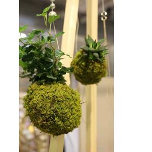 ^^ cầu kokedama đủ kích thước size làm từ rêu tự nhiên hàng làm thủ công ^^