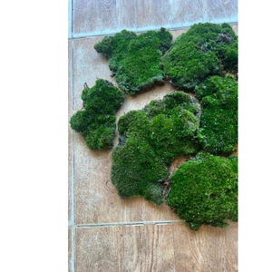 ^^ 1 ký rêu nhung xanh loại VIP , dùng đắp chậu cây cảnh bonsai, hòn non bộ, tiểu cảnh , sân vườn…vv ^^