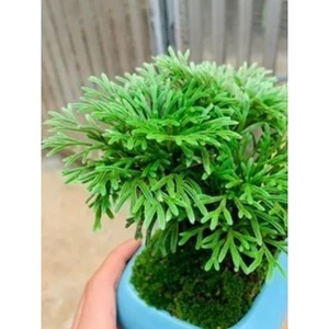 ^^ combo 5 cây trường sinh thảo, dùng trang trí tiểu cảnh , hòn non bộ,chậu để bàn ,setup terariumvv ^^