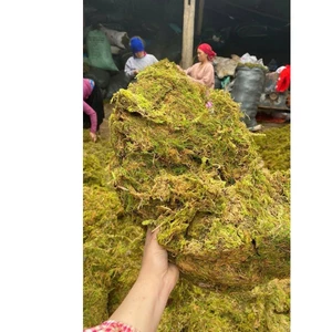 ^^ 1kg Rêu rừng khô có sẵn dùng để trang trí tiểu cảnh,chậu hoa giúp giữ ẩm bề mặt chậu trồng hoa lan, ^^