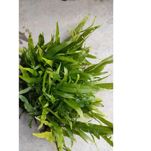 ^^ Dương xỉ Java Trident – Dạng lá ba chạc, mọc rậm, siêu đẹp cho hồ thủy sinh ^^