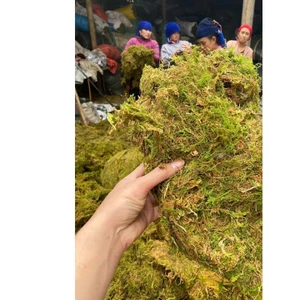 ^^ 500gram Rêu rùng khô có sẵn dùng để trang trí tiểu cảnh,chậu hoa giúp giữ ẩm bề mặt chậu trồng hoa lan, cây cảnh ^^