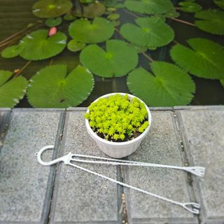 Chậu Treo Mini 8x8cm Khu Vườn Trên Mây Chọn Mẫu Trồng Sẵn Siêu Xinh Decor Ban Công Cửa Sổ - Mầm Nắng Garden