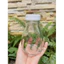Chai thuỷ tinh BlingBox - Chai thủy tinh vuông lùn nắp nhựa 500ml Đựng sữa chua , nước ép