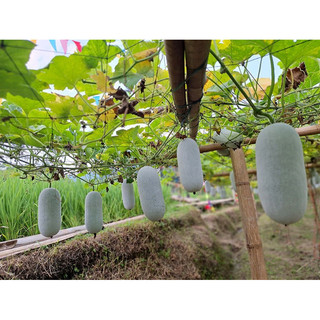 Hạt Giống Bí Phấn Thơm Ba Bể - Gói 15 HẠT - GM 95%