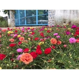 1000 Hạt giống hoa mười giờ kép mix 15 màu dễ trồng ban công trồng quanh năm
