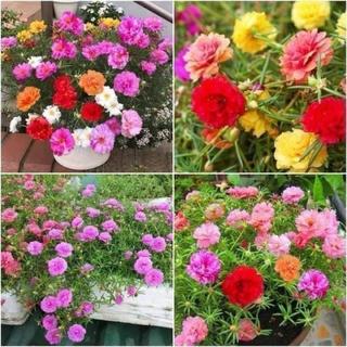 1000 Hạt giống hoa mười giờ kép mix 15 màu dễ trồng ban công trồng quanh năm