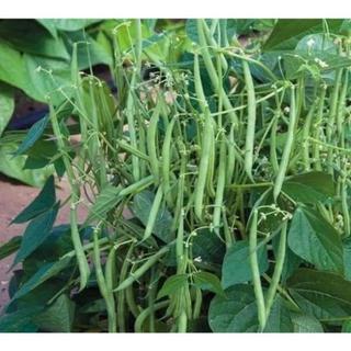 Gói 15 Hạt giống đậu cô ve lùn F1 siêu trái (đậu que lùn) quả  trĩu nghịt từ gốc đến ngọn