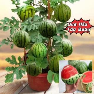 Gói 10 Hạt giống dưa hấu táo baby (dưa hấu mini)  cực kỳ dễ trồng