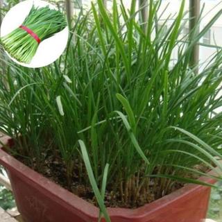 Gói 200 Hạt Giống Rau Hẹ Ta Cao Sản hoạch liên tục trong nhiều năm chỉ sau một lần gieo