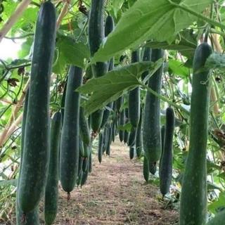 Gói 15 Hạt giống bí đao xanh F1 (bí xanh/bí sảy) Giống bí này rất dễ trồng, leo giàn khỏe