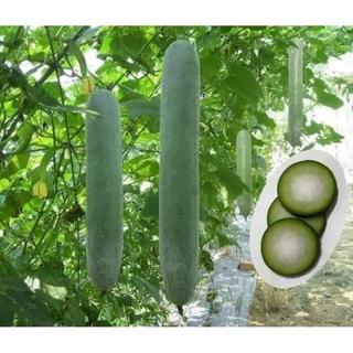 Gói 15 Hạt giống bí đao xanh F1 (bí xanh/bí sảy) Giống bí này rất dễ trồng, leo giàn khỏe