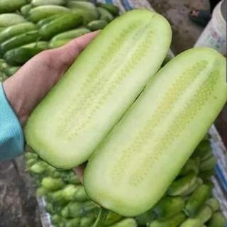 Hạt Giống Dưa Chuột Mèo Khổng Lồ Bản Địa Tây Bắc - Gói 30 Hạt  - GM 95%