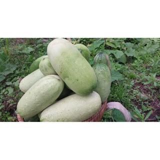 Hạt Giống Dưa Chuột Mèo Khổng Lồ Bản Địa Tây Bắc - Gói 30 Hạt  - GM 95%