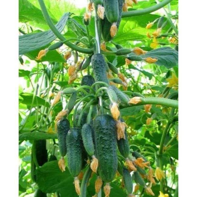 Hạt giống dưa chuột chùm trơn siêu trái ( Gói 15 hạt ) - dễ trồng, sinh trưởng mạnh và tự thụ phấn, cho thu hoạch sớm
