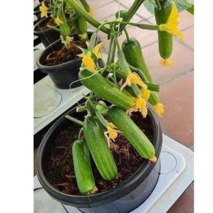 Hạt giống dưa chuột chùm trơn siêu trái ( Gói 15 hạt ) - dễ trồng, sinh trưởng mạnh và tự thụ phấn, cho thu hoạch sớm