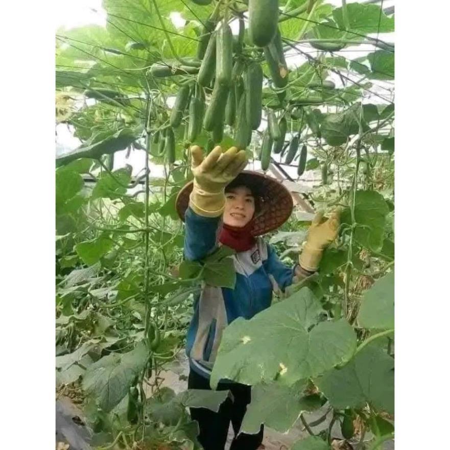 Hạt giống dưa chuột chùm trơn siêu trái ( Gói 15 hạt ) - dễ trồng, sinh trưởng mạnh và tự thụ phấn, cho thu hoạch sớm