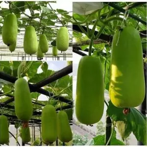 Gói 10 Hạt Giống Bầu Sao Baby Cao Sản Ruột bầu rất đặc, ít hạt, thịt mềm, vị ngọt thanh mát