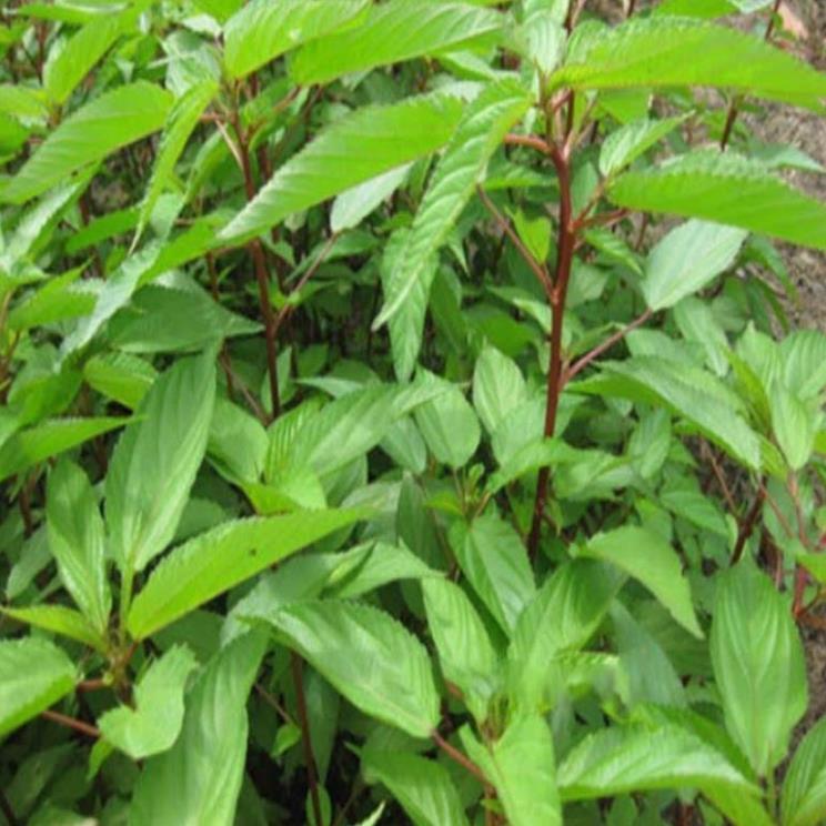 Hạt giống Rau Đay Đỏ - gói 10gram - GM 90%