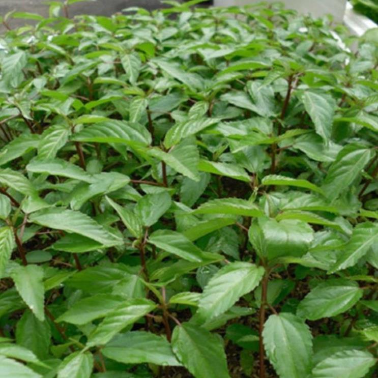 Hạt giống Rau Đay Đỏ - gói 10gram - GM 90%