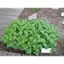 Gói 100 Hạt giống rau bạc hà siêu thơm F1 chịu nhiệt tốt, thích nghi hoàn hảo với khí hậu Việt Nam