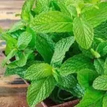 Gói 100 Hạt giống rau bạc hà siêu thơm F1 chịu nhiệt tốt, thích nghi hoàn hảo với khí hậu Việt Nam