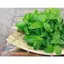 Gói 100 Hạt giống rau bạc hà siêu thơm F1 chịu nhiệt tốt, thích nghi hoàn hảo với khí hậu Việt Nam