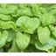 Gói 100 Hạt giống rau bạc hà siêu thơm F1 chịu nhiệt tốt, thích nghi hoàn hảo với khí hậu Việt Nam