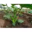 Gói 15 Hạt giống đậu bắp lùn siêu quả cây ra quả từ rất sớm và sai trĩu quả từ gốc đến ngọn