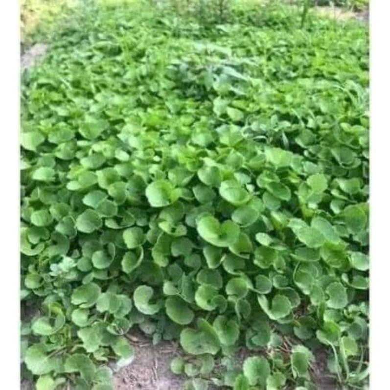 Gói 50 Hạt giống rau má ta F1 (Rau má lá nhỏ)